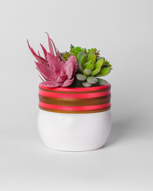 Pink Golden Streak Pot